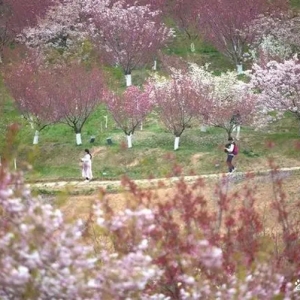 返乡探亲、赏花之旅清明节火爆 大连预订量同比增长374%