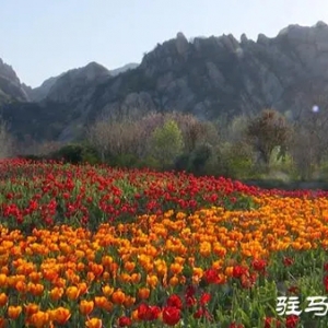 嵖岈山温泉小镇郁金香园：美丽花海助力旅游经济发展