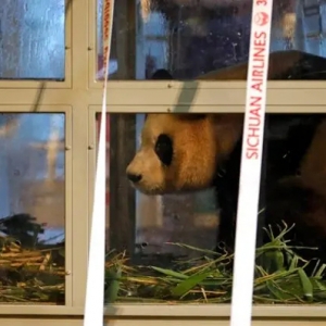 旅韩大熊猫“‘福宝’抵达成都，韩国饲养员“姜爷爷“依依不舍全程护送