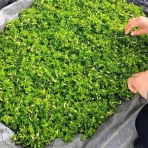 甘肃野菜乘麻辣烫热潮“出圈”，顺丰助力天然美食走向全国