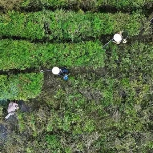四川平昌：秋季茶园管护忙 蓄势春来茶飘香