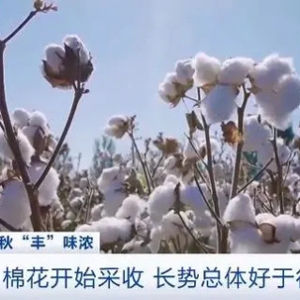 寒露好“丰”景！全国秋粮收获进入高峰期，新疆棉花长势总体好于往年