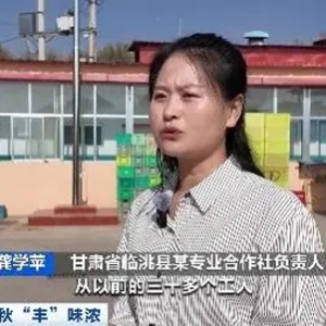 甘肃临洮万亩百合丰收，年加工能力达5000吨