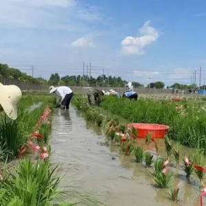 Science罕见发表同单位“背靠背”论文：“未来农药”喷一喷，植物抗病力倍增