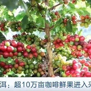 咖啡市场火爆！云南宁洱咖啡全产业链产值或达13.46亿元→