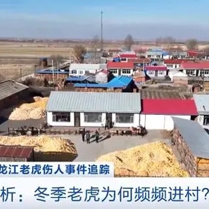 近年来多次发生！冬季老虎为何频频进村？专家分析→