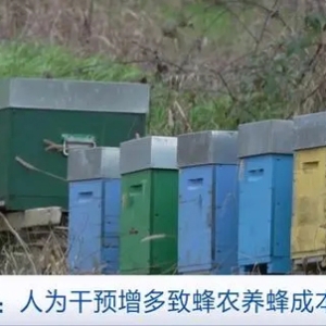 气候异常重创意大利养蜂产业：蜂蜜减产 蜂农削减成本和生产规模