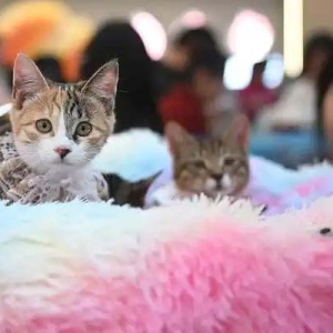 “0元购”后猫财两空！起底“免费领养”背后的“猫贷”套路