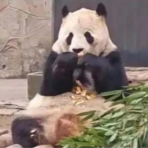 男子将整瓶可乐砸向大熊猫后反报警，称“我喊熊猫喝可乐有错吗？”