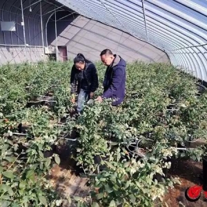 跨越山海的情谊 高原蓝莓绽放幸福年——青岛西海岸新区与甘肃岷县、武都区东西协作纪实