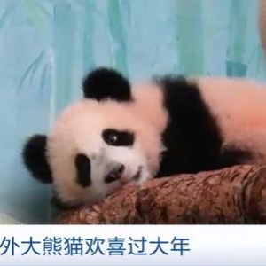 春节最萌祝福来了！旅居海外大熊猫花式过春节→