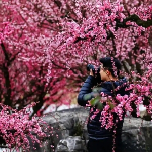 即将开园！看梅花，来贵州梅园