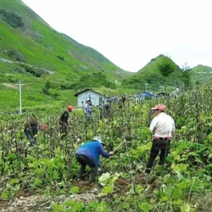 重庆开州：预计到2029年，道地中药材全产业链产值将突破200亿元