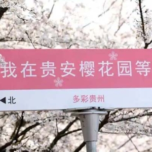 正是盛花期！中外游客纷纷点赞贵安樱花园浪漫花海