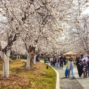 樱乐满楼 春日绮境 画美达尼青岛市乡村振兴片区第二届樱花节启幕