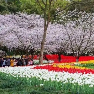 春光和煦，赏花踏青游热度高，清明假期三天杭州全市累计接待游客666.85万人次