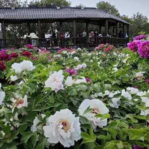 一朵牡丹花带火一座城｜菏泽牡丹景区上周末迎赏花高峰