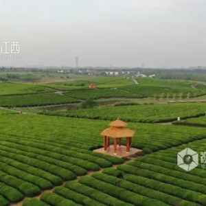 赣江新区：茶园采茶忙