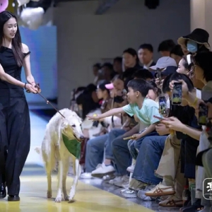 “它经济”来了！宠物时装秀引领时尚新风向