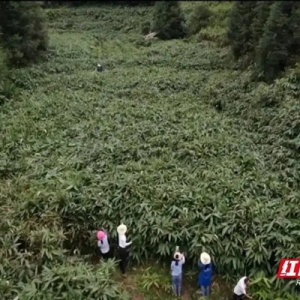 用一片“绿叶” 撬动亿元产业