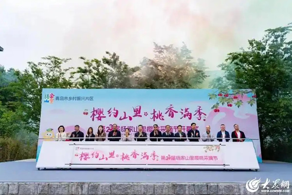 青岛西海岸新区：国际推介官助力乡村振兴，樱桃产业擘画共富图景