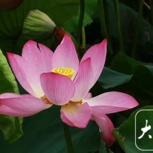 合肥暑假荷花经济红火 全国多地花艺文创销售旺