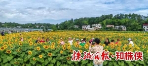 “知株侠”一条视频带火小众景点——向日葵花海成乡村游新热点