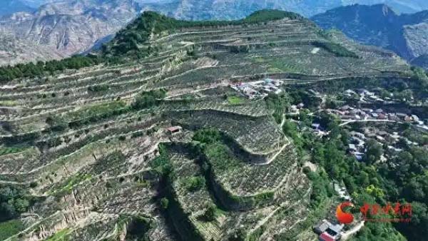 武都：花椒产业“链”就乡村振兴新图景