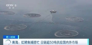 日销超50吨虹鳟鱼供应国内外！青海“冷水鱼”游出“热产业”→