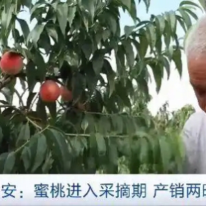 甘肃秦安万亩蜜桃陆续成熟，进入采摘期，产销两旺