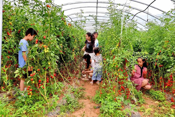 洛南：特色产业绘就富民新画卷