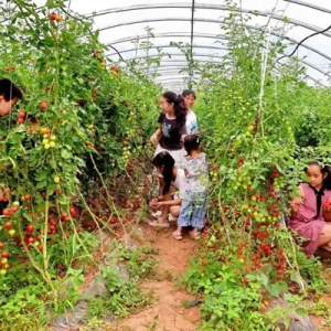 洛南：特色产业绘就富民新画卷