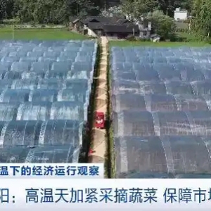 “菜篮子”供应有保障！重庆酉阳高温天加紧采摘蔬菜→
