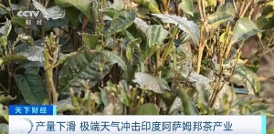 极端天气冲击印度阿萨姆邦茶产业！种植户们尝试改种其他作物