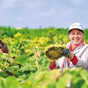 兰州新区探索重度盐碱地治理新方案 技术赋能 盐碱耕地变致富丰收田