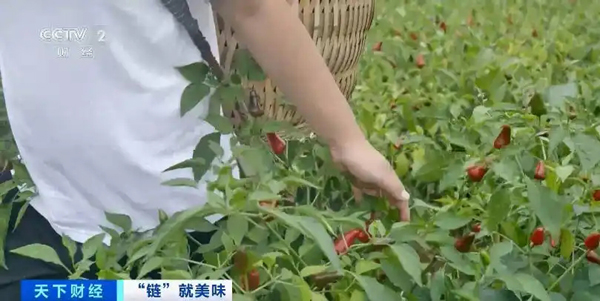 贵州辣椒火到全球！揭秘288亿元产值背后的全产业链进阶