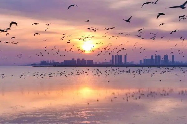 中国罕见冬候鸟！雪雁现身南海新区