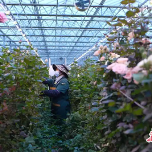 「锚定现代化 改革再深化」科技为笔绘就农业新图景——探访兰州新区现代农业示范园