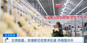 技术升级+海关便利，甘肃临夏玫瑰鲜切花热销国内外