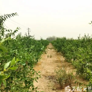 新疆经济看点丨浩瀚沙海长出生态产业链