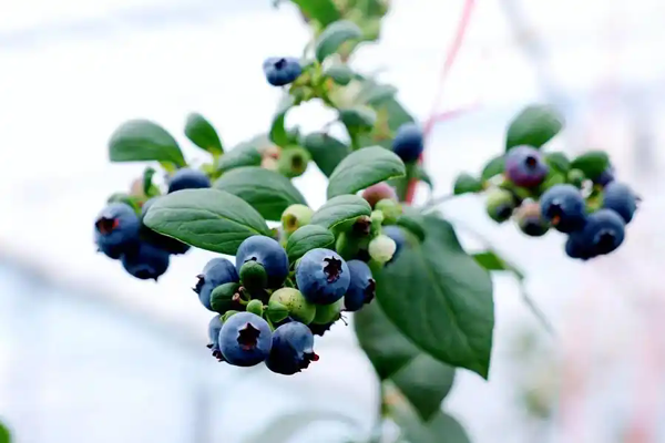 黔东南：“一酸一甜”产业集群崛起