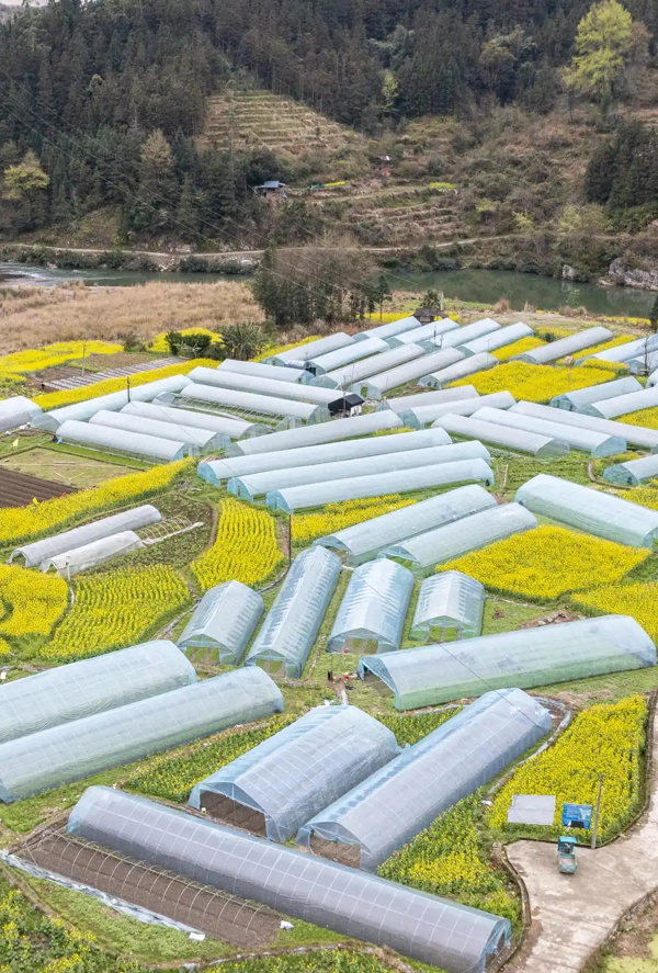 从江：发展坝区产业 助力乡村振兴