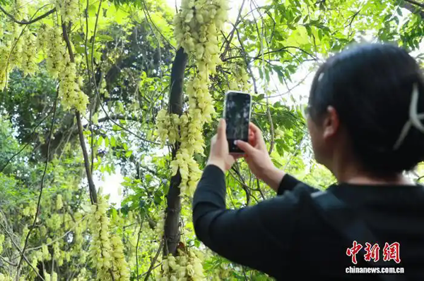 全国首个区级绿美产业投资机会与应用场景清单在广州发布