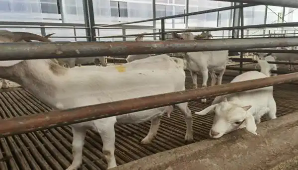 沈丘：产业筑基强根基 特色发展聚动能