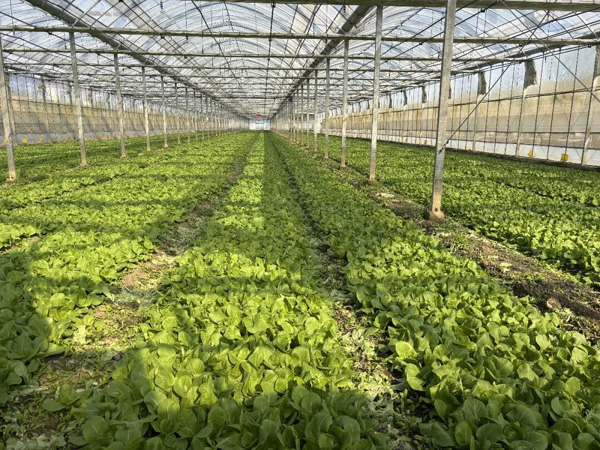 引领性商用植物工厂预计年内落地，浦东积极探索智慧农业“浦东标准”