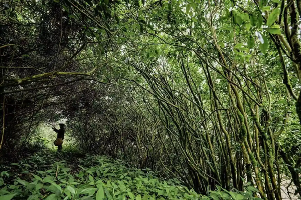 “土特产”，何以成为“富产业”？