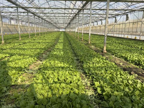 引领性商用植物工厂预计年内落地，浦东积极探索智慧农业“浦东标准”